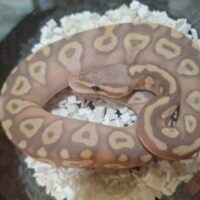 ボールパイソン（バナナモハベ）26CB オス（Female Maker）