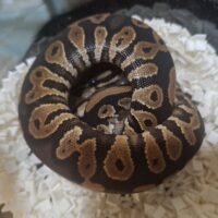 ボールパイソン（ブラックヘッドアスファルト66hetクラウン）26CB オス