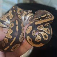 ボールパイソン（ブラックヘッドアスファルト66hetクラウン）26CB オス