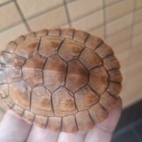 ニシキマゲクビガメ(ハイポ)甲長約8cm