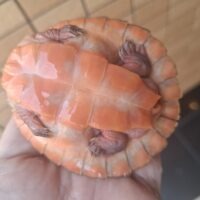ニシキマゲクビガメ(ハイポ)甲長約8cm