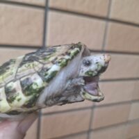 ジャイアントマスクタートル(ホワイトマーブル)甲長約8cm 多甲板(飼い込み)