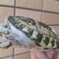 ジャイアントマスクタートル(ホワイトマーブル)甲長約8cm 多甲板(飼い込み)