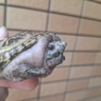 ジャイアントマスクタートル(ホワイトマーブル)甲長約7,5cm(飼い込み)