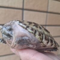 ジャイアントマスクタートル(ホワイトマーブル)甲長約7,5cm(飼い込み)