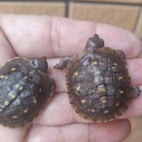 ミツユビハコガメ（26CB）