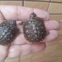 ミツユビハコガメ（26CB）