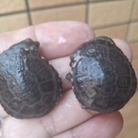 オーストラリアナガクビガメ（26CB）
