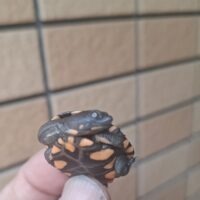 オーストラリアナガクビガメ（26CB）