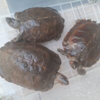 トゲヤマガメ(甲長約18,5cm、20cm、22cm)メス