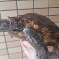 トゲヤマガメ(甲長約18,5cm、20cm、22cm)メス