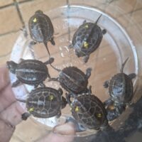 クサガメ（100％hetパステルアルビノ）26CB ベビー 7匹セット