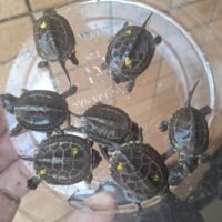 クサガメ（100％hetパステルアルビノ）26CB ベビー 7匹セット