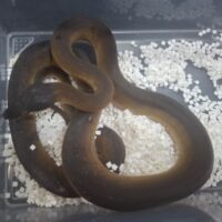 アルバーティスパイソン（約120cm）