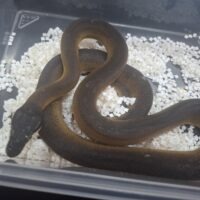 アルバーティスパイソン（約120cm）