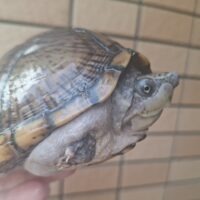 カブトニオイガメ（甲長約13cm）メス