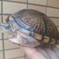 カブトニオイガメ（甲長約13cm）メス