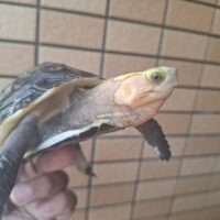 チュウゴクセマルハコガメ(甲長約12cm)メス