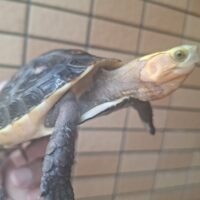 チュウゴクセマルハコガメ(甲長約12cm)メス