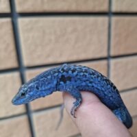 ポーラーカベカナヘビ（ヤングアダルト）オス