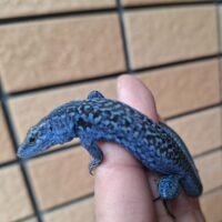 ポーラーカベカナヘビ（ヤングアダルト）オス