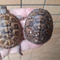 ミツユビハコガメ（25CB）甲長約5,5cm
