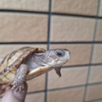 ミツユビハコガメ（25CB）甲長約5,5cm