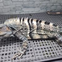 ツナギトゲオイグアナ（全長約80cm）オス