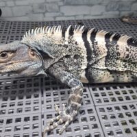 ツナギトゲオイグアナ（全長約80cm）オス