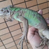 レッサーアンティルイグアナ（約80cm）