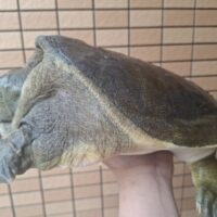 シナスッポン（甲長約30cm）