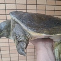 シナスッポン（甲長約30cm）