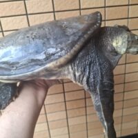 インドシナオオスッポン（甲長約40cm）