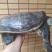 インドシナオオスッポン（甲長約40cm）