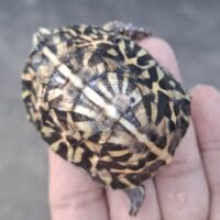 フロリダハコガメ（25CB）約6cm TSDメス