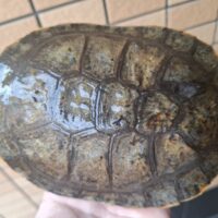 ウェルムスカエルガメ（甲長約16,5cm）