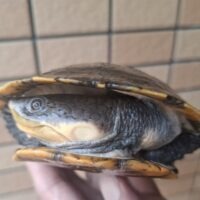 ウェルムスカエルガメ（甲長約16,5cm）
