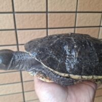 コシヒロカエルガメ（甲長約22cm）メス