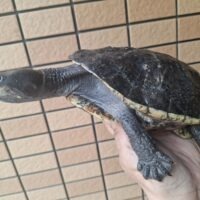 コシヒロカエルガメ（甲長約22cm）メス