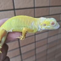 アルビノイグアナ（ヤング）