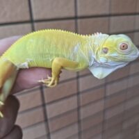アルビノイグアナ（ヤング）
