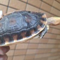 チュウゴクセマルハコガメ（甲長約11cm）ハイカラー メス