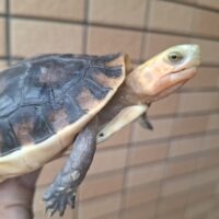 チュウゴクセマルハコガメ（甲長約11cm）ハイカラー メス