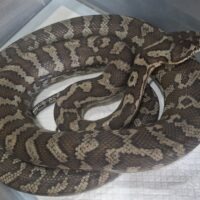 コモンカーペットパイソン（約190cm）オス