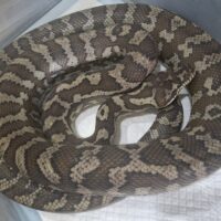 コモンカーペットパイソン（約190cm）オス