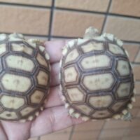 ケヅメリクガメ（国内CB）約6cm