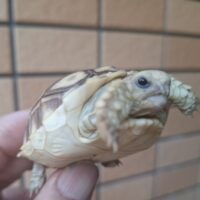 ケヅメリクガメ（国内CB）約6cm