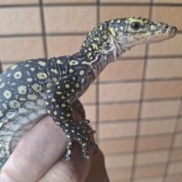 カイケチルモニター（ベビー）
