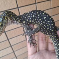 カイケチルモニター（ベビー）