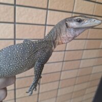 カールシュミットモニター（約60cm）